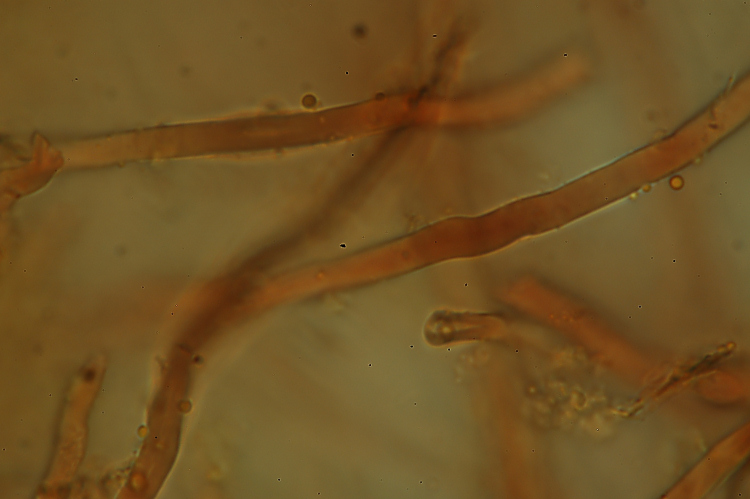 Crosta su abete - foto 0157 (Heterobasidion annosum)